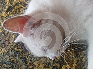 a white cat sleeping soundly is very cute and interesting photo