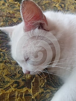 a white cat sleeping soundly is very cute and interesting photo