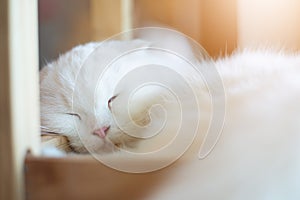 White cat is sleeping with sunlight