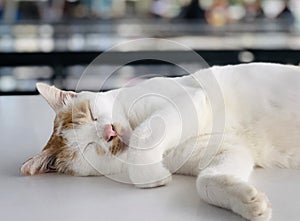 White cat sleeping on a white table  bokeh background