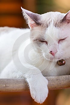 White cat sleeping