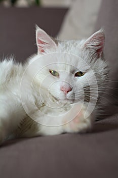 White cat sleeps on sofa