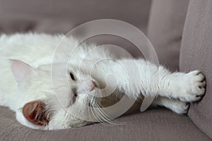 White cat sleeps on sofa