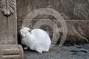 White cat sleeps on the wall
