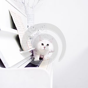 White cat slinks on the piano keys