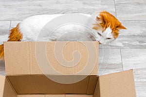 white cat sniffs an empty cardboard box