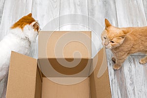 white cat sniffs an empty cardboard box.