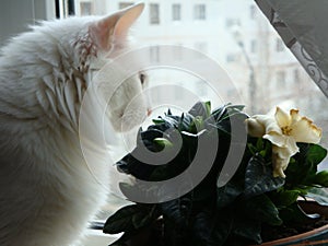 A white cat sniffs flowers photo