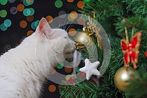 White cat sniffs tree