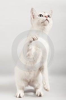 White cat