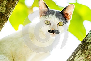 White cat stare on tree