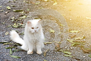 White cat staring looking see forward