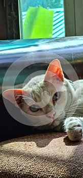 White cat staring from sofa  in living room in sun light