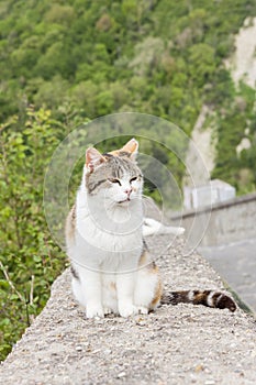 White cat on stone wall - Bagnoregio, Tuscany
