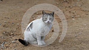 White cat, street cat in the village,