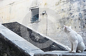 White cat in the streets of kotor