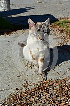 White cat sunbathing in a beach promenade with pine needles and sand.