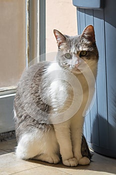 White cat sunbathing in front of a window