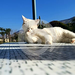 White cat sunbathing sun suniday