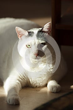 White cat in sunlight