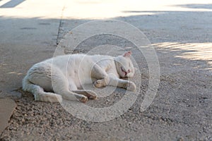 White cat takes a rest on the stone paving, in Dubrovnik, Croatia