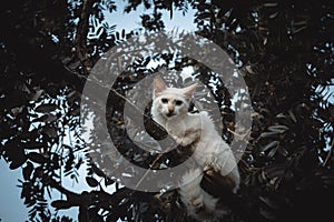 white cat on top of the tree