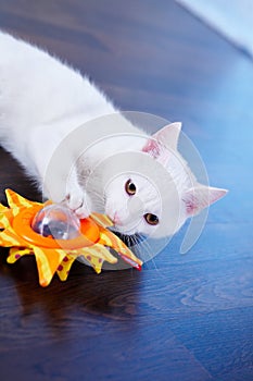 White cat with toy