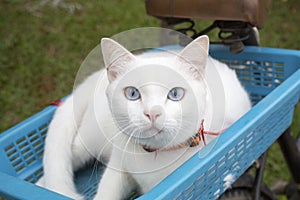 White cat with two color eyes, blue and yellow eyes. Khaomanee