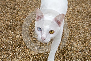 White cat with two color eyes, blue and yellow eyes. Khaomanee Thai cat