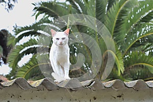 Blanco gato seguimiento techo 