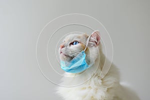 White cat wearing face mask protective for COVID-19