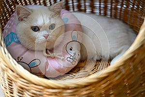 White cat wearing a soft pillow predator collar, lying in a wicker basket