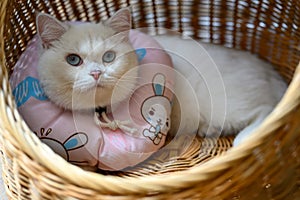 White cat wearing a soft pillow predator collar, lying in a wicker basket