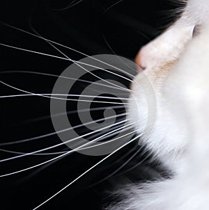White Cat Whiskers photo