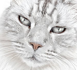 White cat whiskers photo