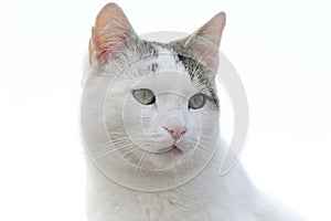 White cat on white background that look to the future