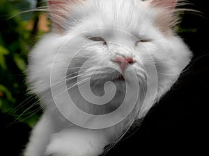 White Cat in The Arm