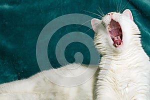 White cat yawning and showing its oral cavity. Selective focus.