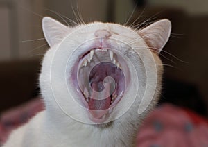 White cat yawns