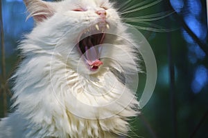 White cat yawns broadly with a mouth color