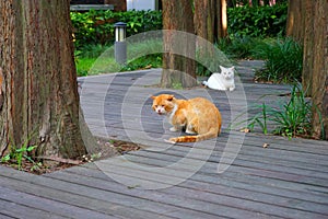 A white cat and a yellow cat