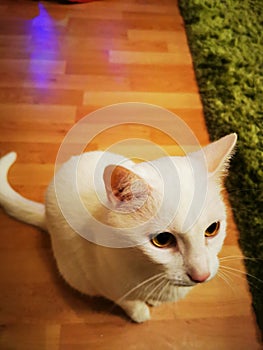 White cat with yellow eyes sitting on wooden floor in living room