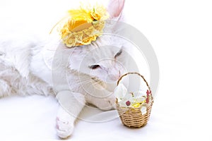 White cat with yellow hat smelling a basket of flowers on white background.