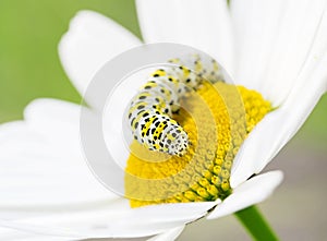 White caterpillar on flower