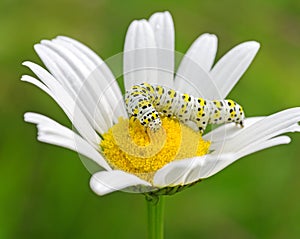 White caterpillar on flower