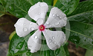 white catharanthus rose in sri lanka (Mini mal) photo