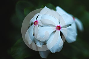 White Catharanthus roseus in black background, flower, top view