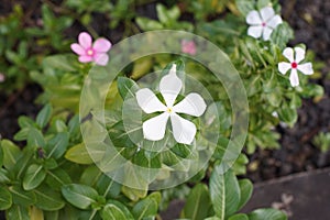 White Catharanthus roseus flowers