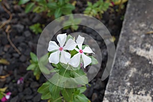White Catharanthus roseus flowers