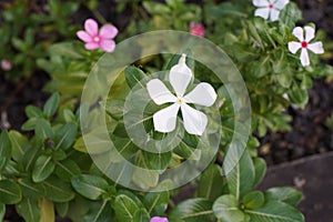 White Catharanthus roseus flowers